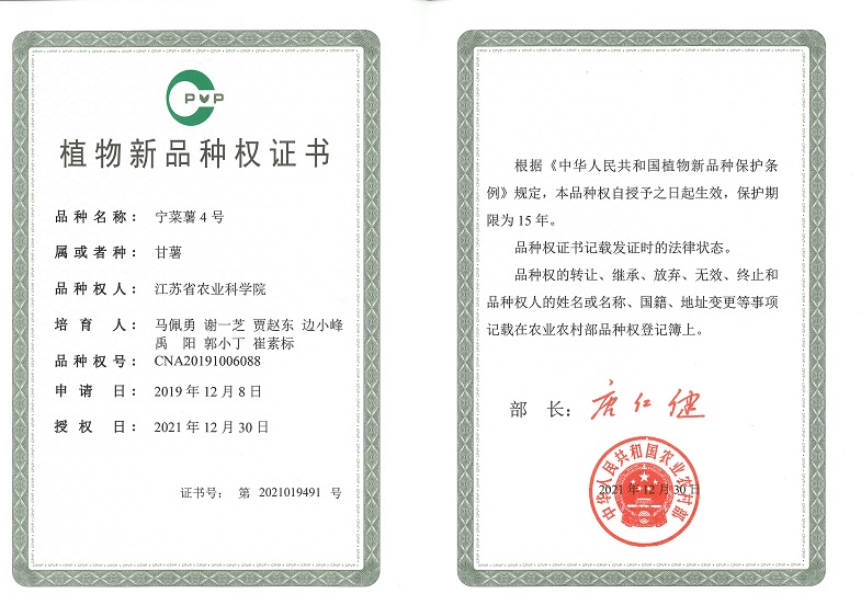 2021-宁菜薯4号 品种权证书.jpg